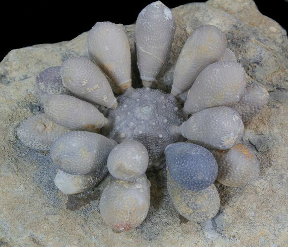 Fossil Club Urchin (Firmacidaris) - Jurassic #39146